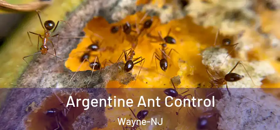 Argentine Ant Control Wayne-NJ