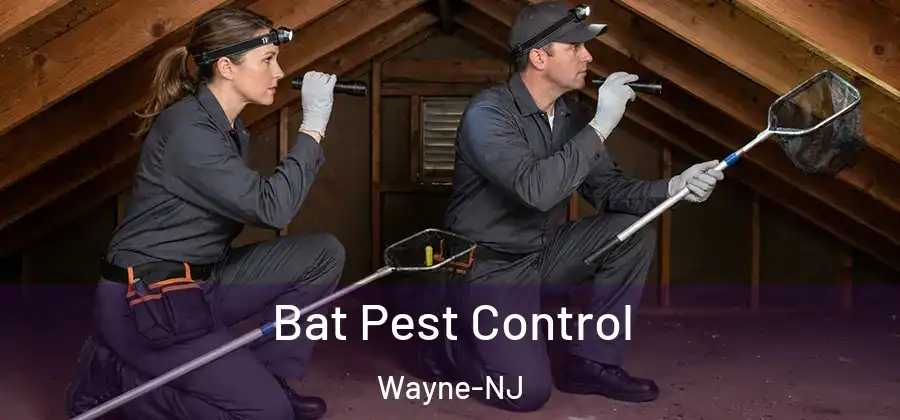 Bat Pest Control Wayne-NJ