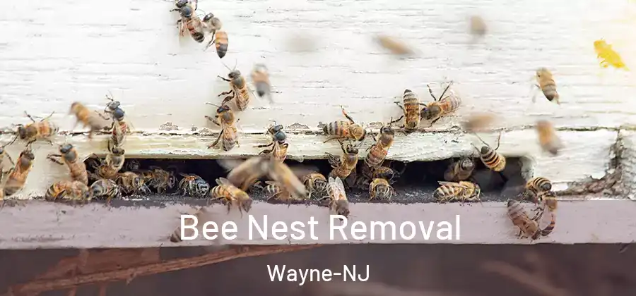 Bee Nest Removal Wayne-NJ