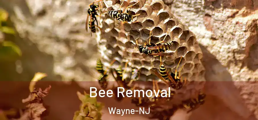 Bee Removal Wayne-NJ