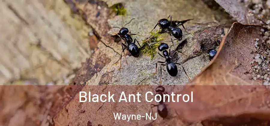  Black Ant Control Wayne-NJ