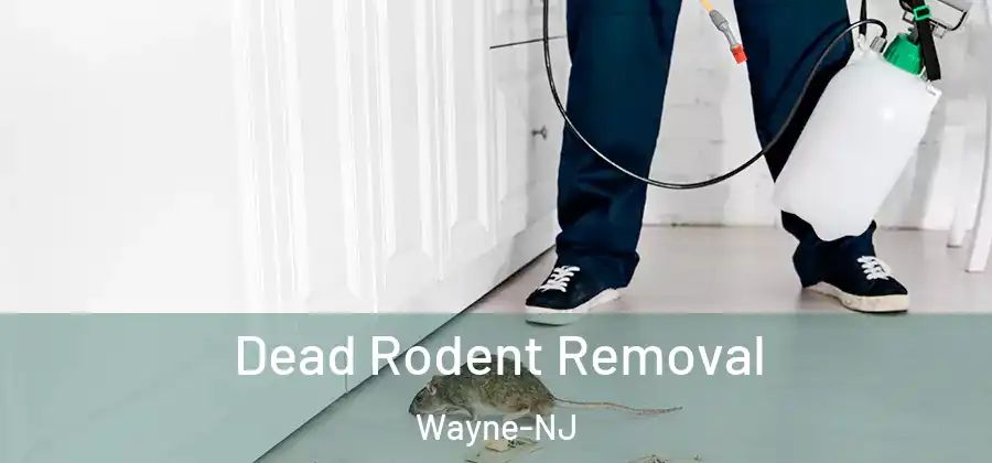 Dead Rodent Removal Wayne-NJ