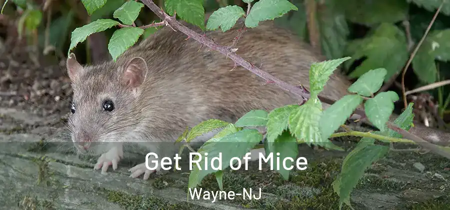 Get Rid of Mice Wayne-NJ