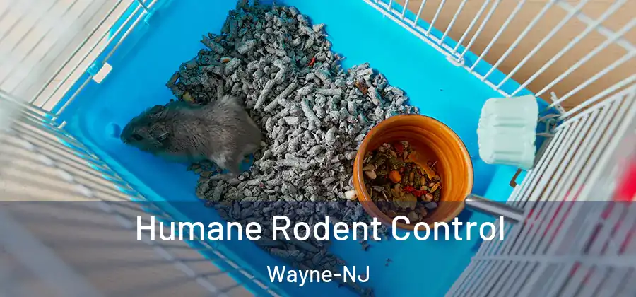 Humane Rodent Control Wayne-NJ