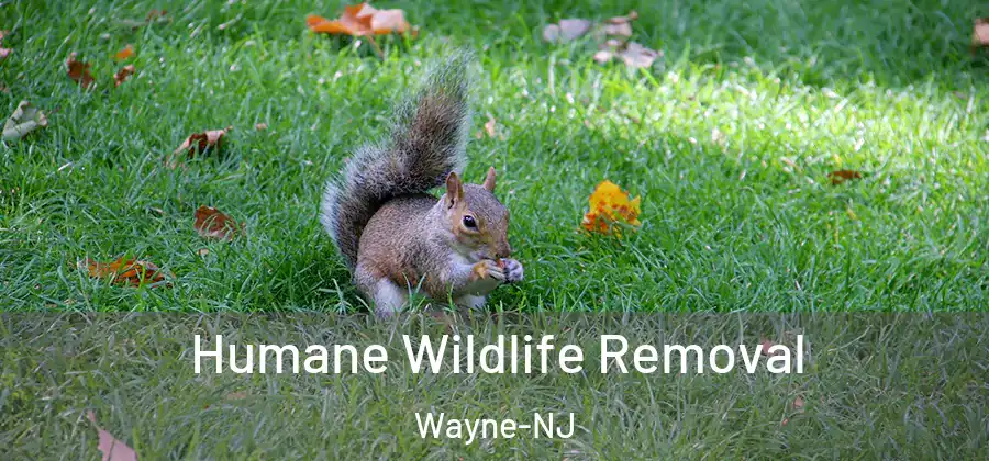 Humane Wildlife Removal Wayne-NJ