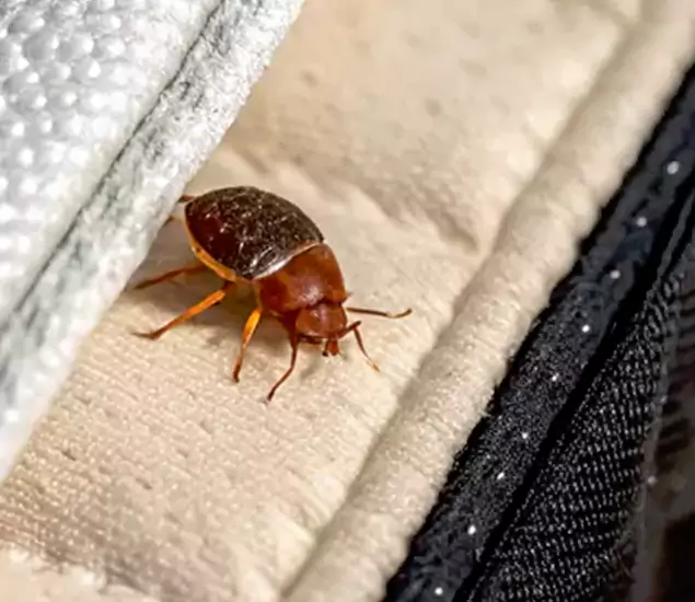 Trusted Bed Bug Prevention Specialists in Wayne, NJ