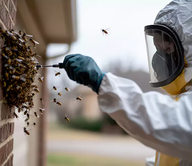 Your Bee Removal Company in Wayne, NJ