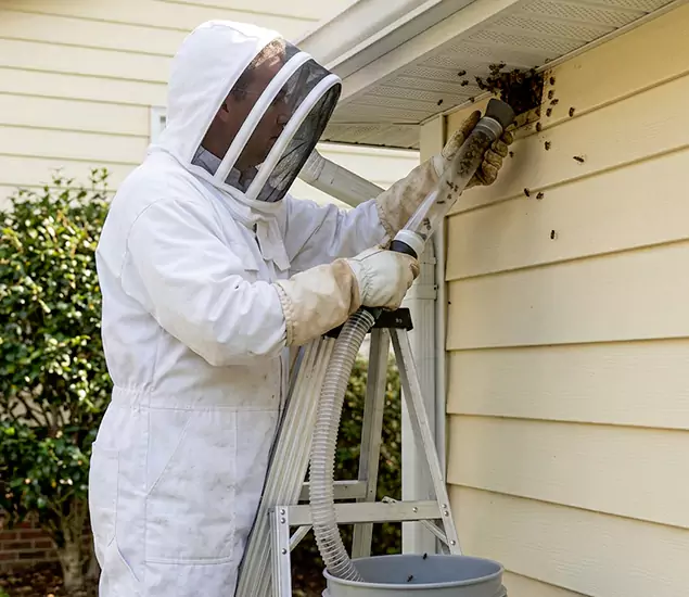 Your Affordable Bee Removal Company in Wayne, NJ