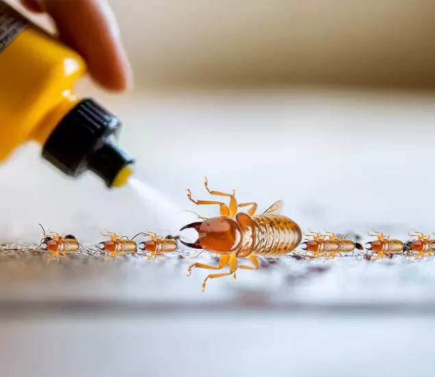 Reliable Bora Care Termite Experts in Wayne, NJ