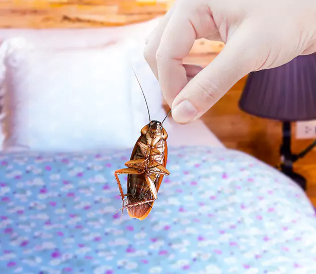 Expert Roach Control Services: Your Cockroach Pest Control in Wayne, NJ