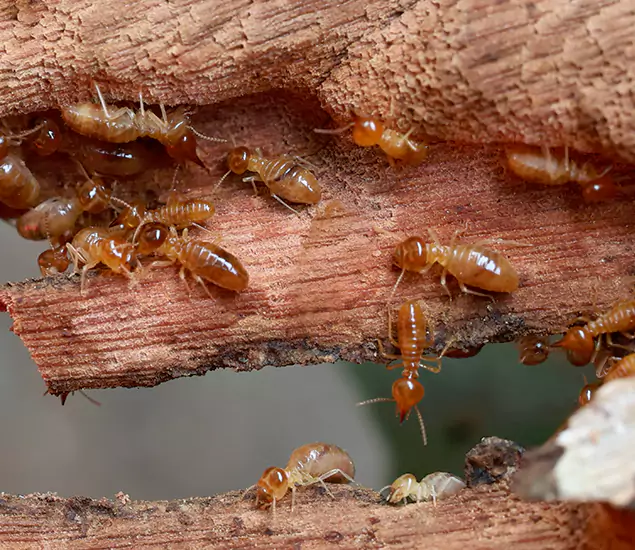 About Our Drywood Termite Treatment Experts in Wayne, NJ