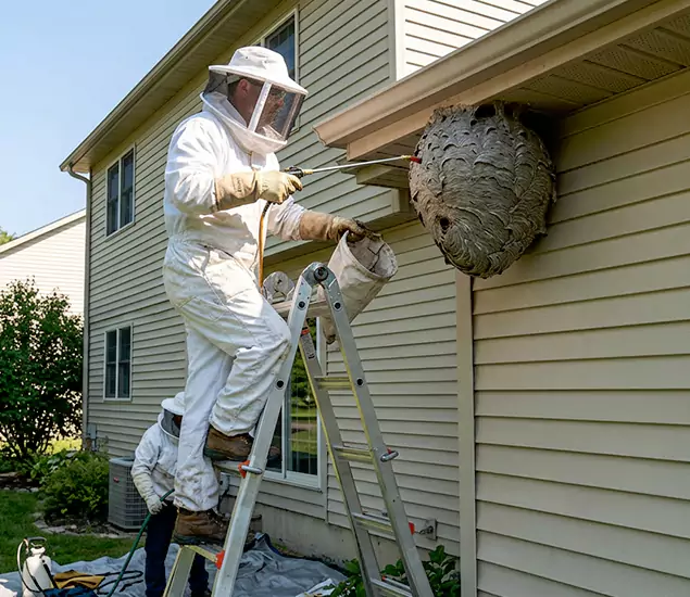 Expert Wasp Nest Removal: Your Local Wasp Nest Removal Company in Wayne, NJ