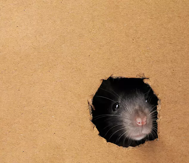 Rats in Attic Removal Experts in Wayne, NJ