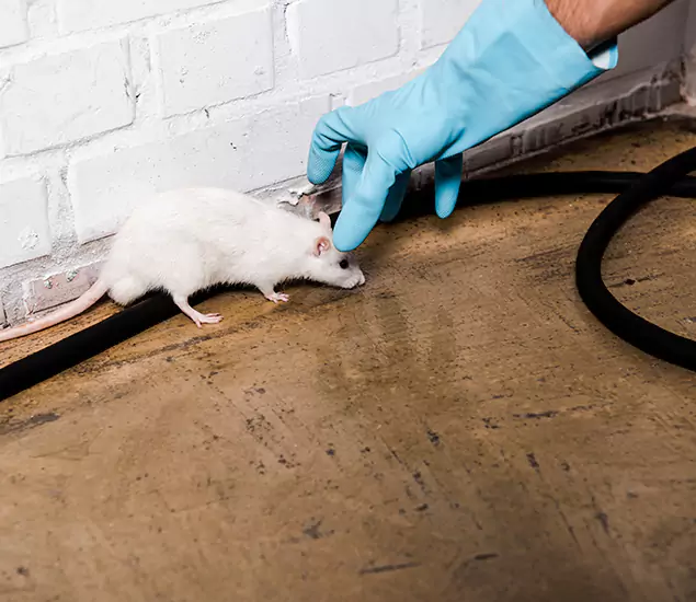 About Rodent Control Experts in Wayne, NJ
