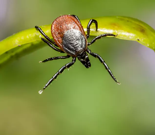 Your Trusted Tick Pest Control in Wayne, NJ