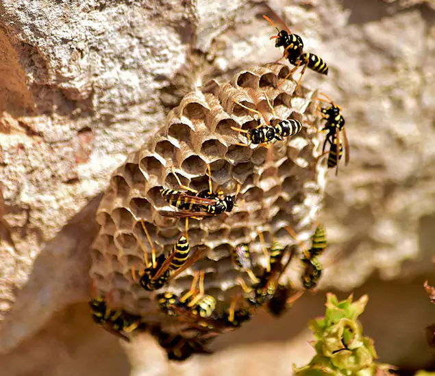 Your Best Wasp Removal Company in Wayne, NJ
