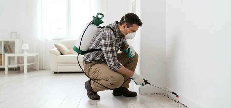 Seasonal Ant Infestation Control in Wayne