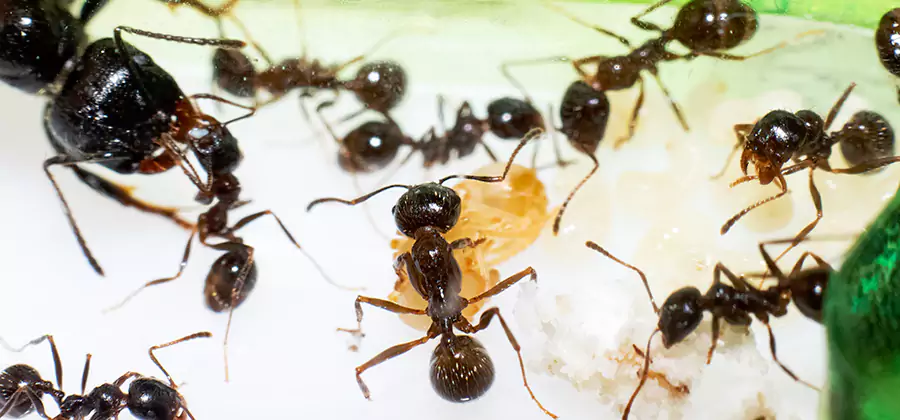 Argentine Ant Barrier Treatment in Wayne