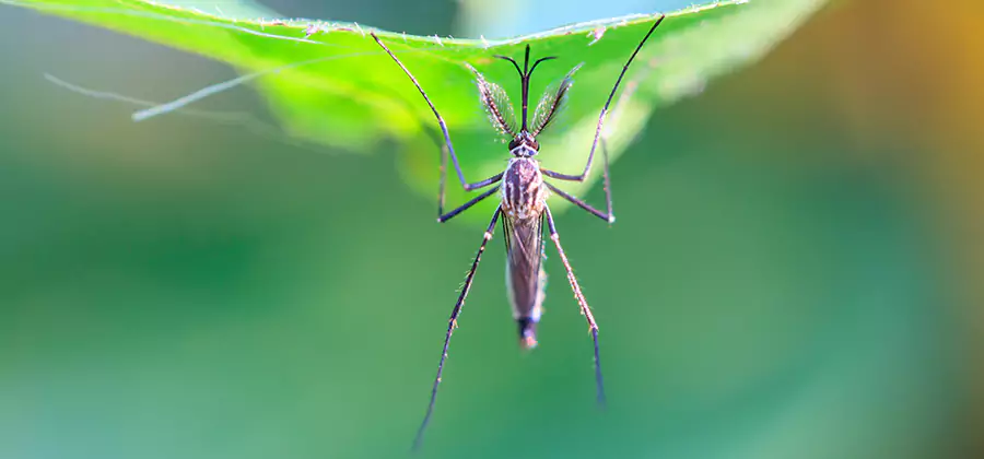 Natural Mosquito Spray for Yard in Wayne