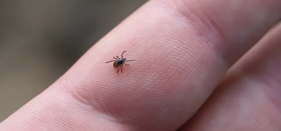 Infection Prevention for Bed Bug Bites in Wayne