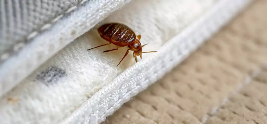 Tenting Bed Bug Fumigation in Wayne