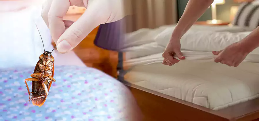 Bed Bug Home Extermination Service in Wayne