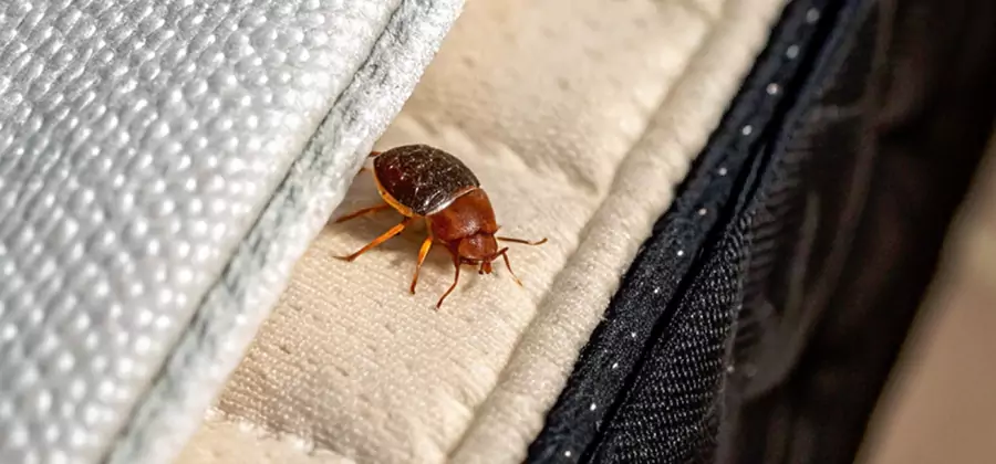 Commercial Bed Bug Control in Wayne