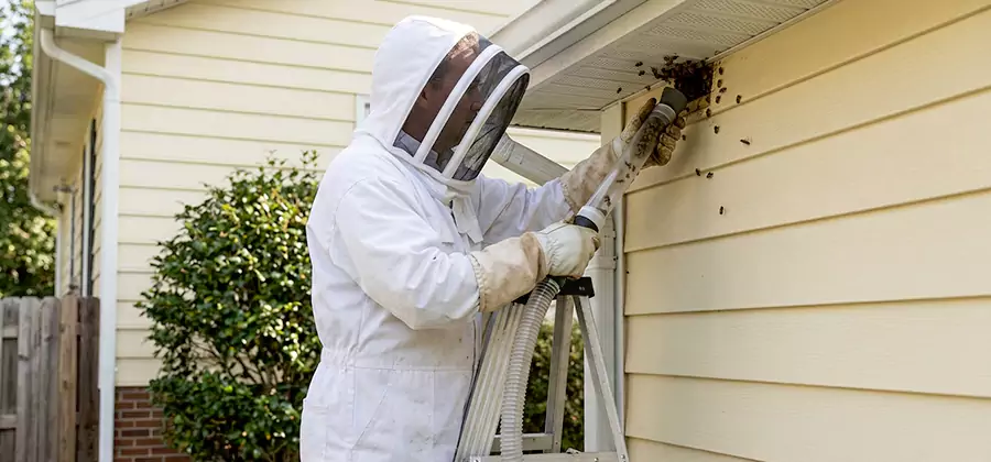 Ground Bee Removal in Wayne