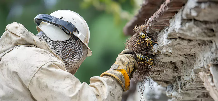 Bee and Wasp Hornet Removal in Wayne