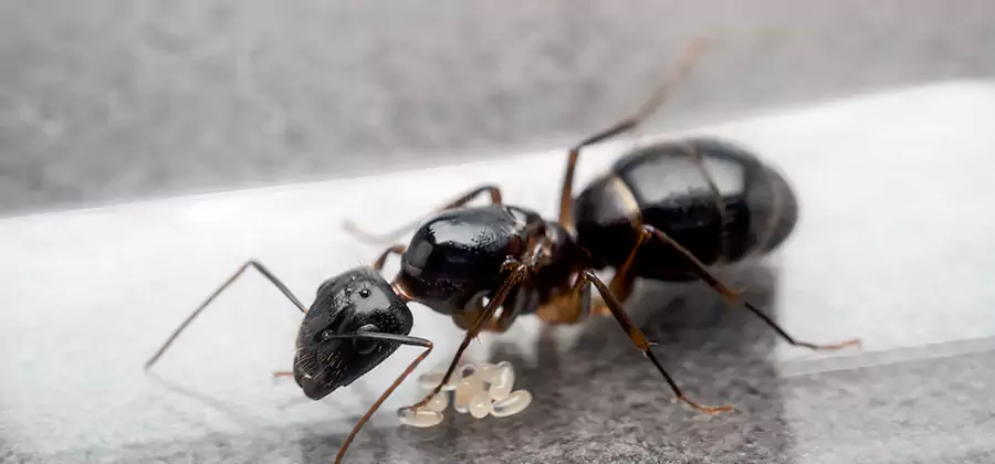 Black Ants in Kitchen Elimination in Wayne