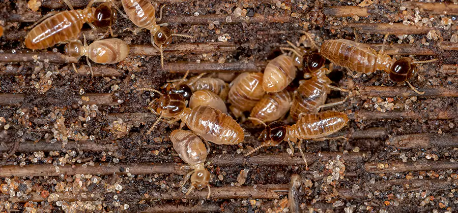 Bora Care Residential Termite Control in Wayne