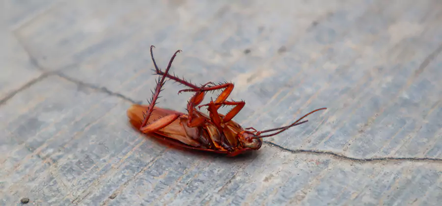 Cockroach Eradication for Commercial Properties in Wayne