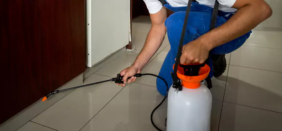 Palmetto Bug Exterminator in Wayne
