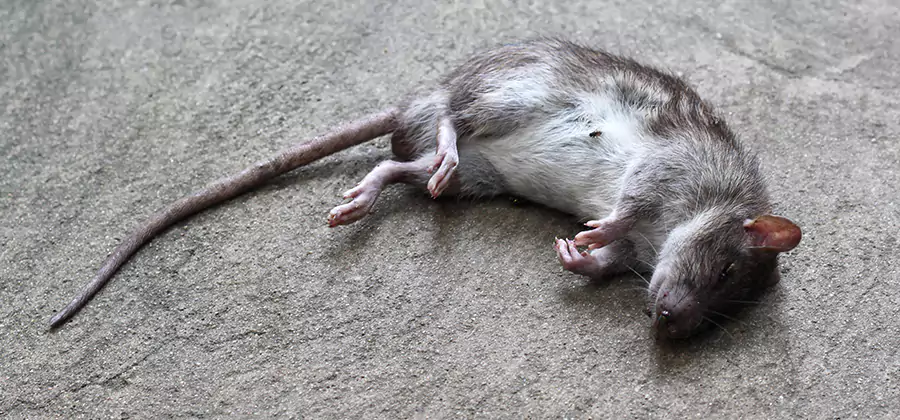 Dead Rat Disposal in Wayne