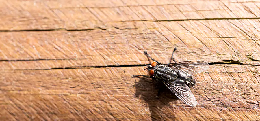 Flying Ant Barrier Treatment in Wayne