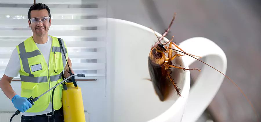 German Roach Infestation Treatment Wayne