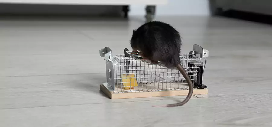Mice in Attic Removal Wayne