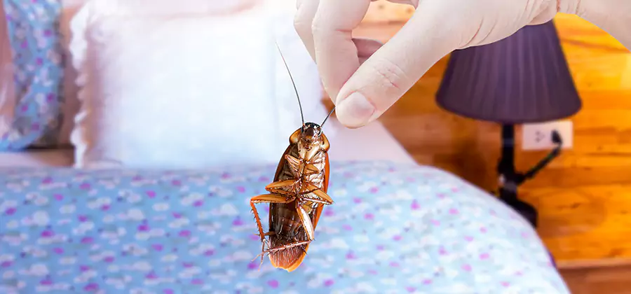 Fast Roach Elimination in Wayne