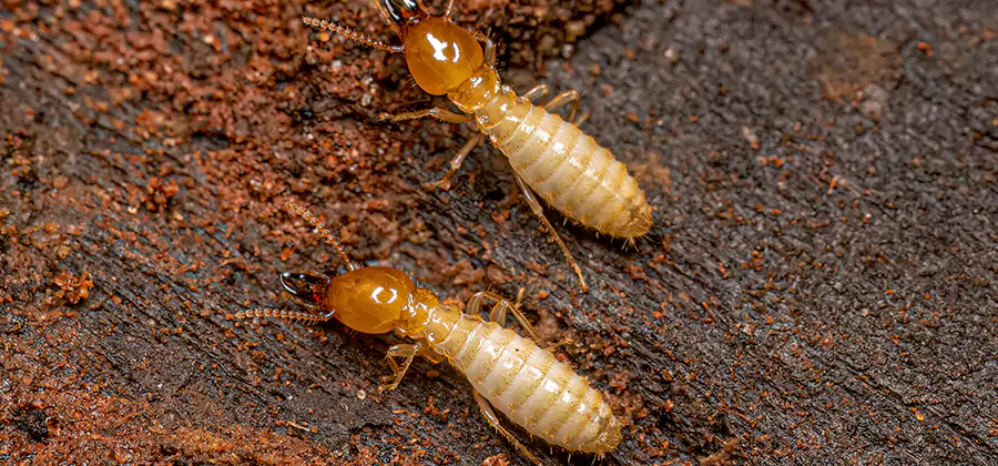 Structural Heat Termite Treatment in Wayne