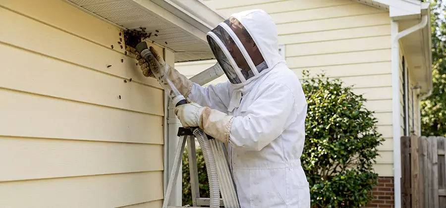 Wasp Nest in Wall Removal in Wayne