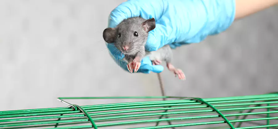 Humane Rat Trapping in Wayne
