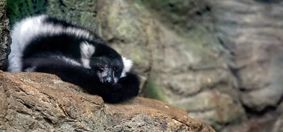 Humane Skunk Removal in Wayne