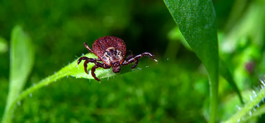 Tick Prevention for Yard in Wayne
