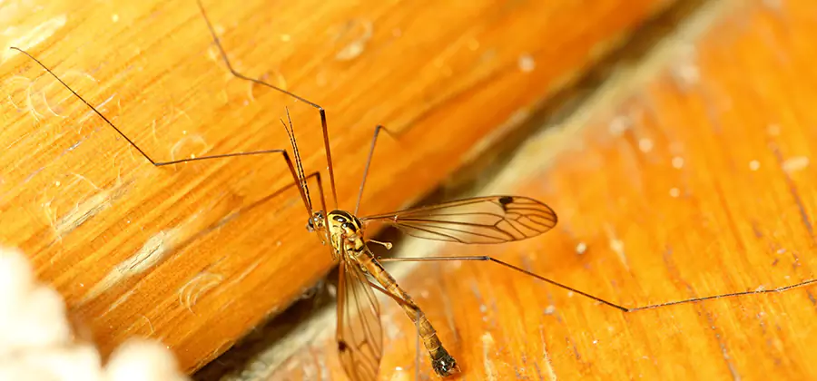 Exterior Mosquito Control in Wayne