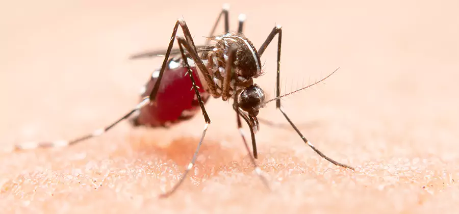Indoor Mosquito Killer and Interior Control in Wayne