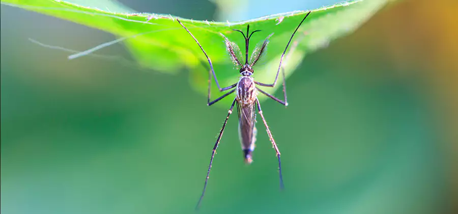 Pest and Mosquito Control for Yard and Patio in Wayne