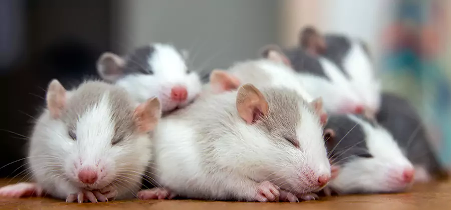 Wayne Pet Safe Mice Control