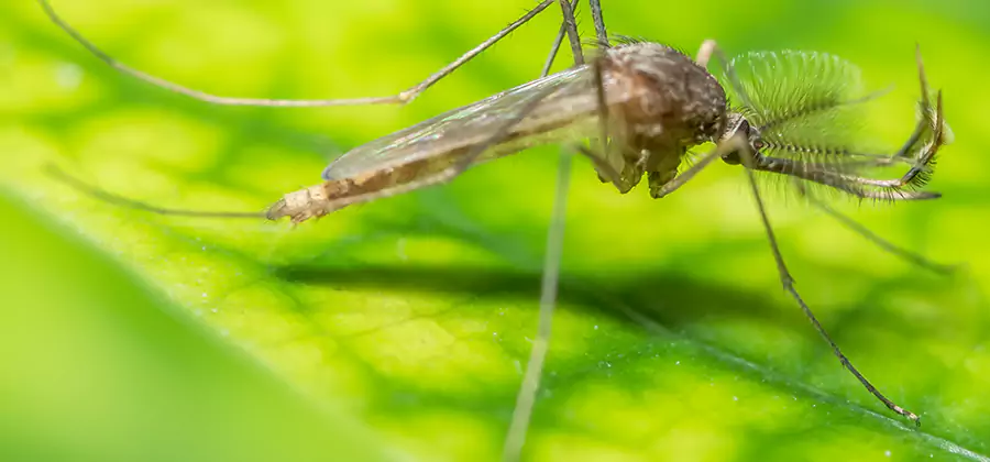 Herbal Mosquito Repellent Treatment in Wayne
