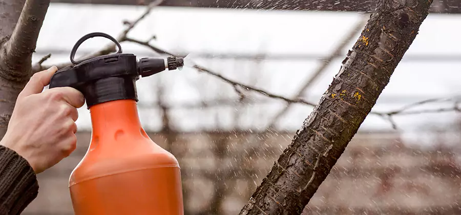 Orange Oil Structural Cavity Treatment in Wayne