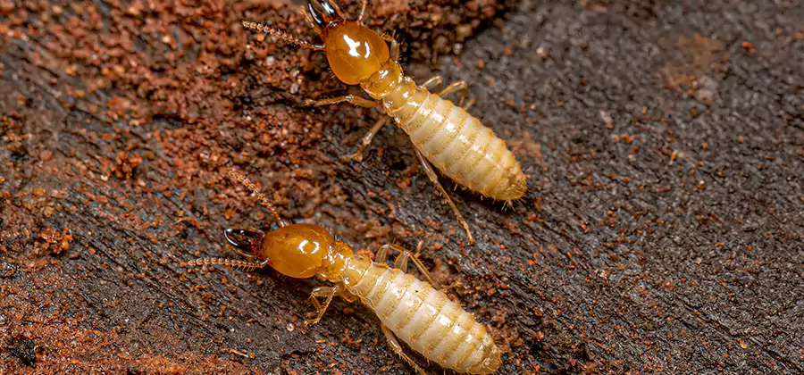 Natural Ant Hill Killer Treatment in Wayne